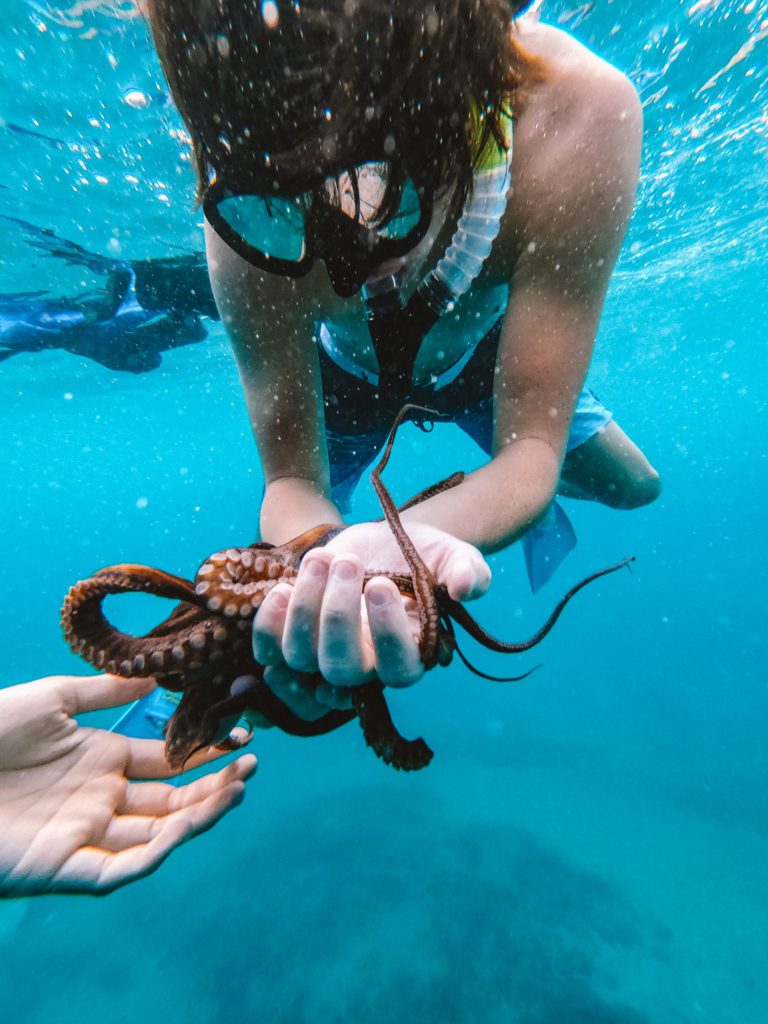 8 Cool Things to do in Wailea Maui | Hawaiian Ocean Sports Outrigger Snorkel Tour #simplywander #maui #wailea #snorkeltour