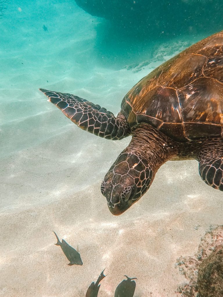 Best Beaches in Maui Hawaii | Turtle Town Maluaka Beach #simplywander #maui #hawaii #maluakabeach