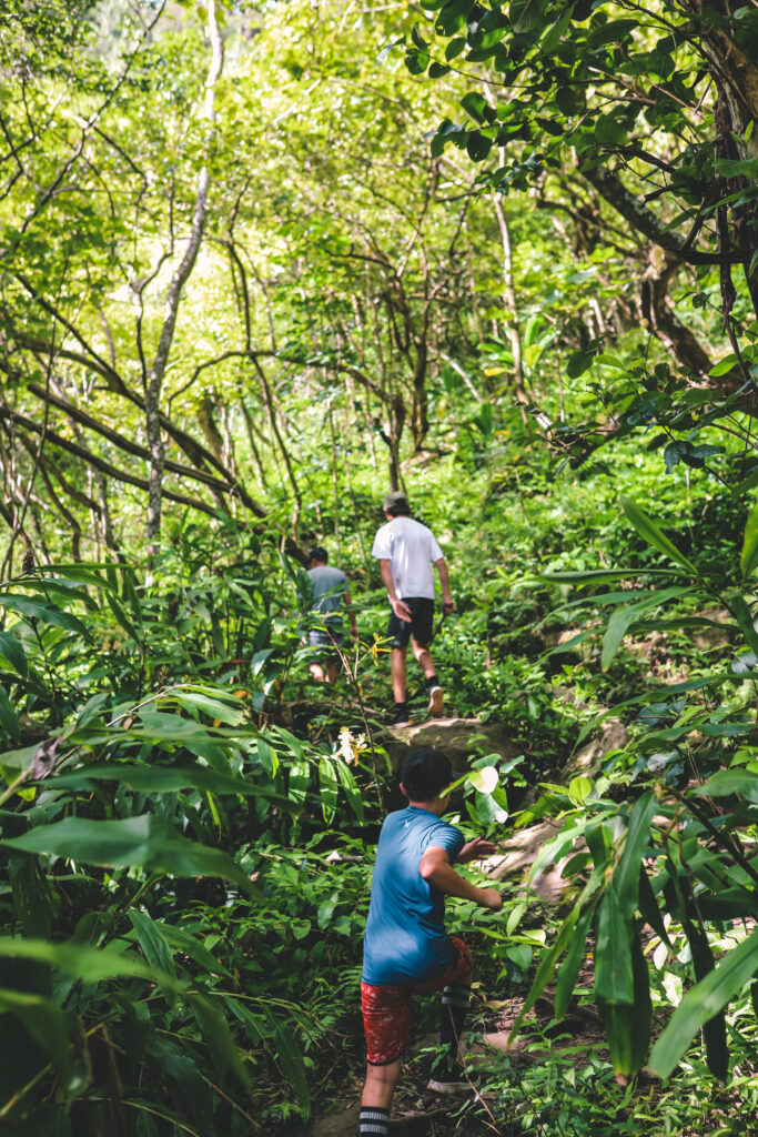 Tips for Hiking Makamakaole Falls in Maui | Simply Wander
