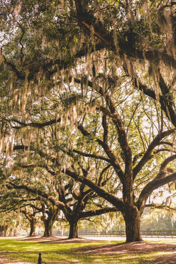 Boone Hall Plantation: Best Plantation Tour in Charleston - Simply Wander