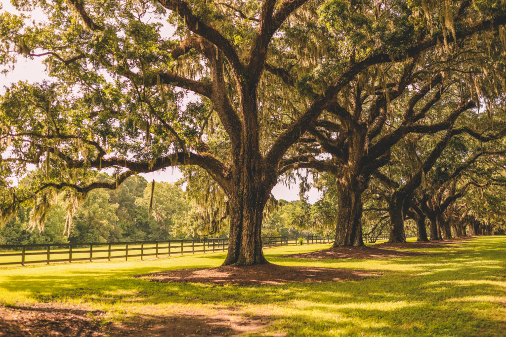 Why Boone Hall Plantation is a Must-See in Charleston South Carolina | Avenue of the Oaks #boonehall #charleston #southcarolina