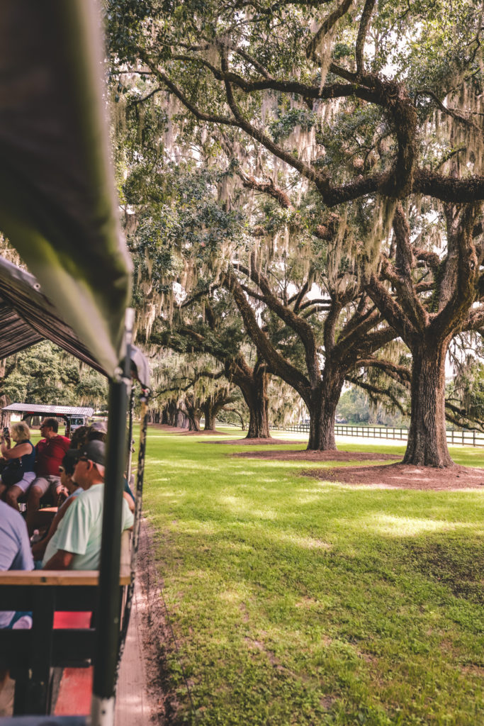 Why Boone Hall Plantation is a Must-See in Charleston South Carolina | Boone Hall Plantation tractor tour #boonehall #charleston #southcarolina