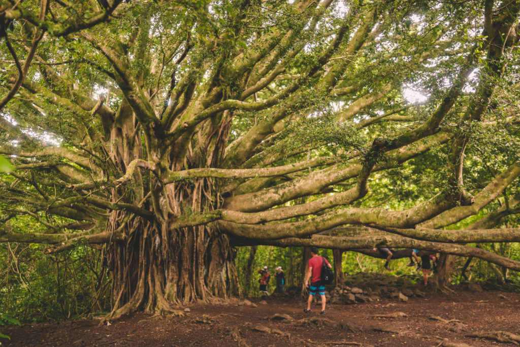 Pipiwai Trail: The best waterfall hike in Maui Hawaii | Banyan tree #simplywander #pipiwaitrail #banyantree