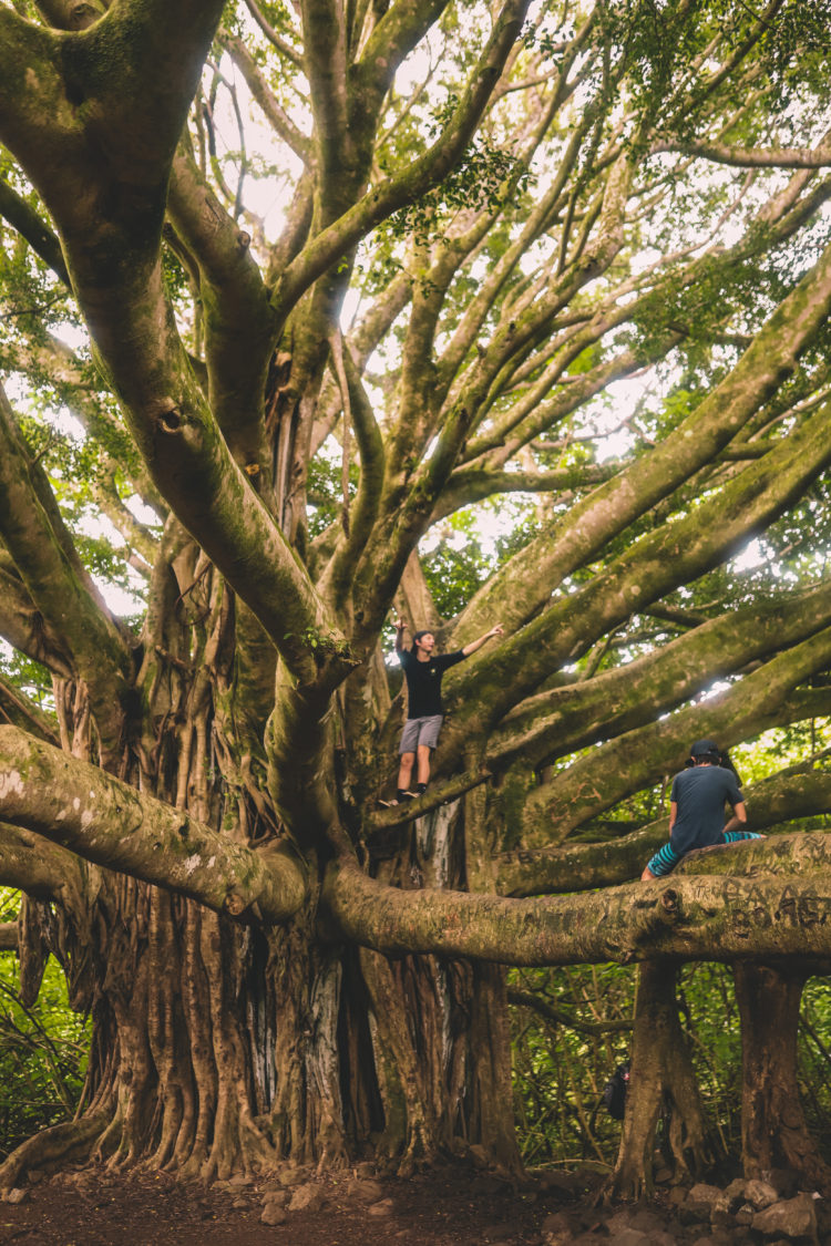 Pipiwai Trail: The Best Waterfall Hike in Maui Hawaii | Simply Wander