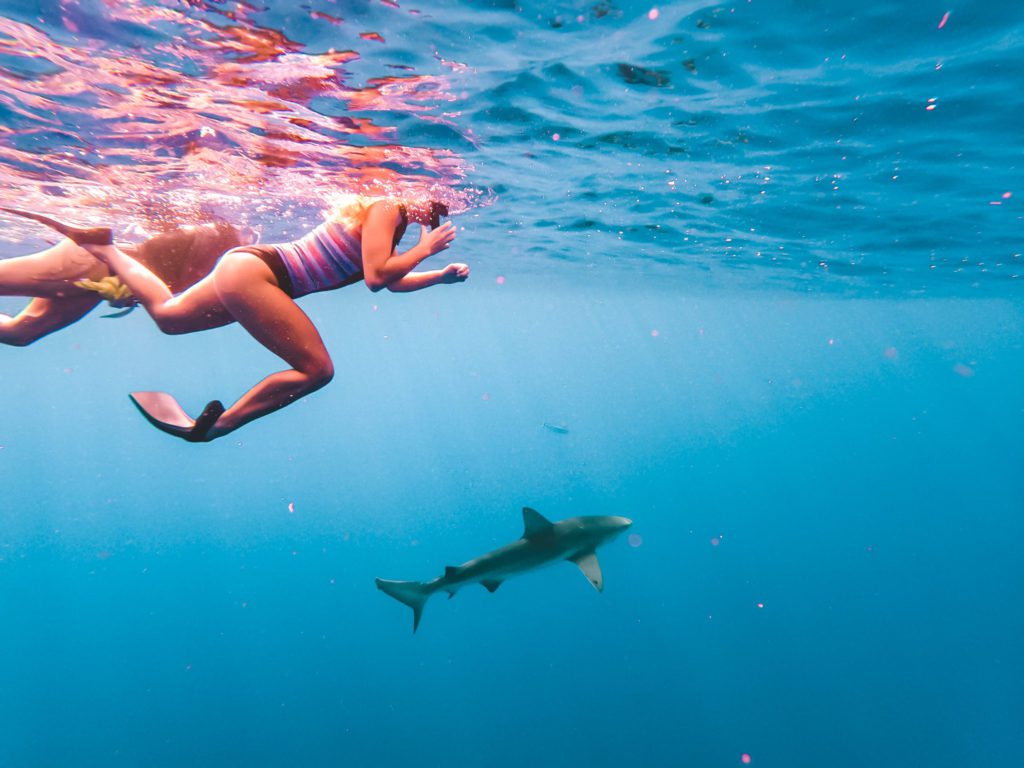 Oahu Bucket List: 46 of the Best Things to do in Oahu | Shark diving #simplywander #oahu #hawaii