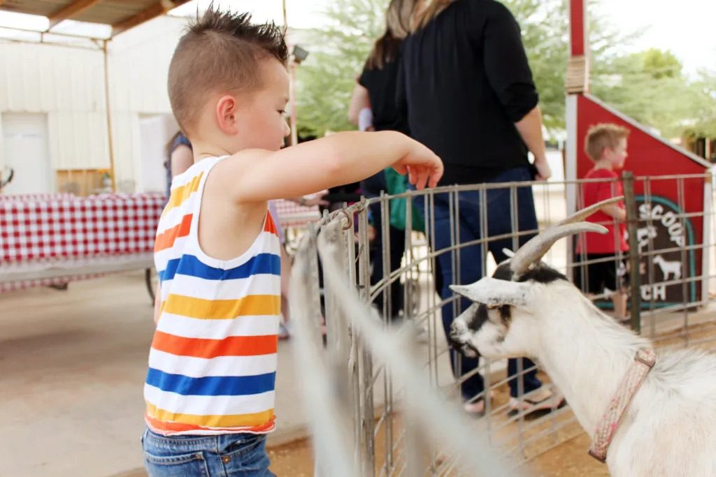 15 Fun Things to do with Kids in Mesa Arizona | Superstition Farm #simplywander #mesa #arizona #superstitionfarm