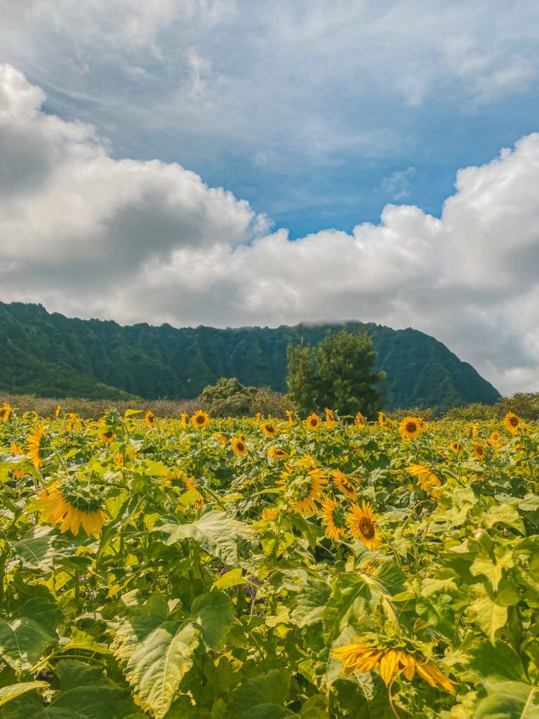 Oahu Bucket List: 46 of the Best Things to do in Oahu | Sunflower fields #simplywander #oahu #hawaii