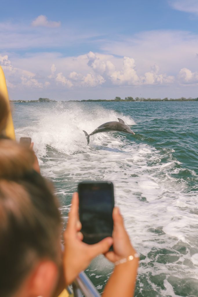 7 Things to do in Clearwater Florida and Beyond | Dolphin Racer dolphin sightseeing tour #simplywander #clearwater #florida