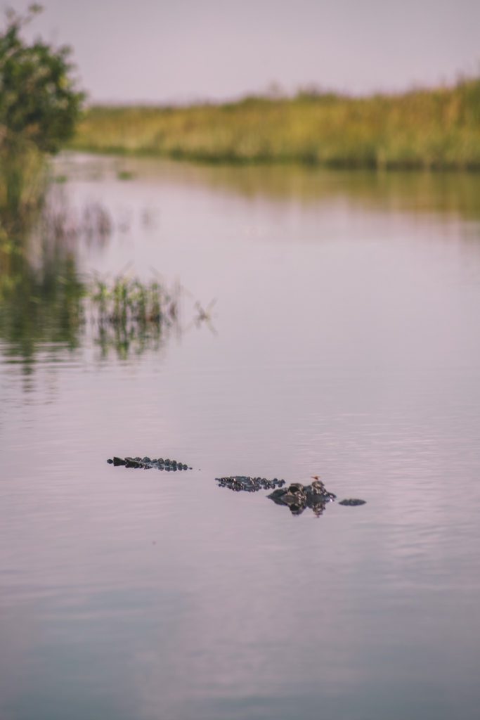 One Week Florida Road Trip Itinerary | Everglades National Park Airboat Tour #simplywander #florida #miami