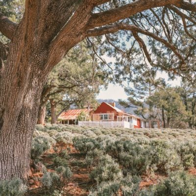 First Time Guide to Visiting Strawberry, Arizona | Pine Creek Canyon Lavender Farm #simplywander #arizona #strawberry