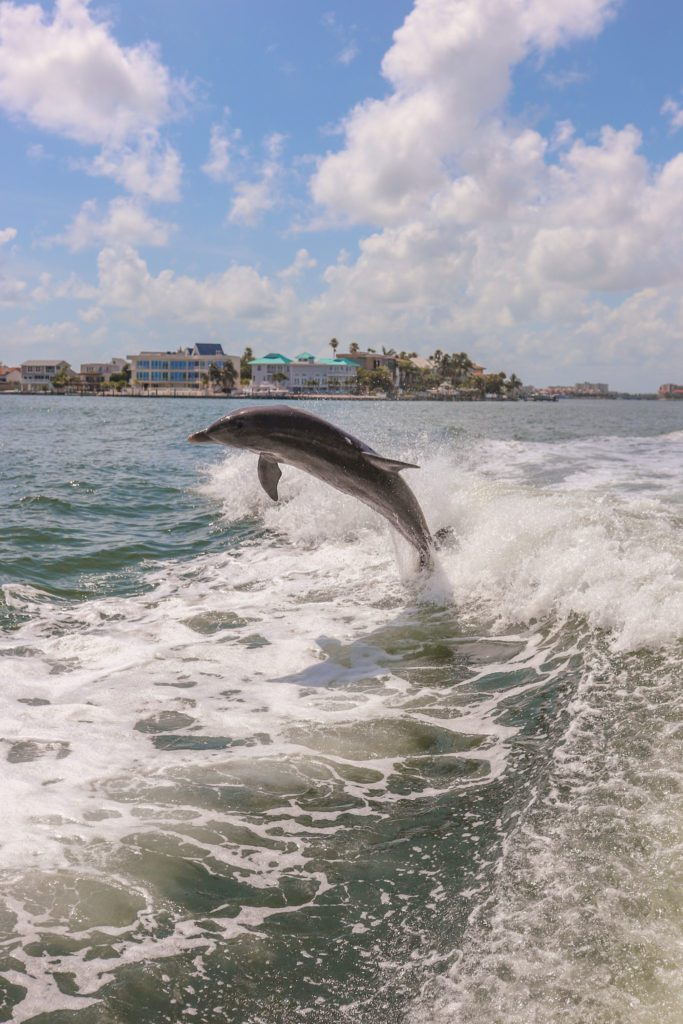 One Week Florida Road Trip Itinerary | Dolphin Racer Tour #simplywander #florida #roadtrip