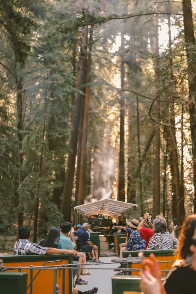 7 Unique Things to do in Santa Cruz California | Roaring Camp Railroad at Henry Cowell Redwoods State Park #simplywander #santacruz #california