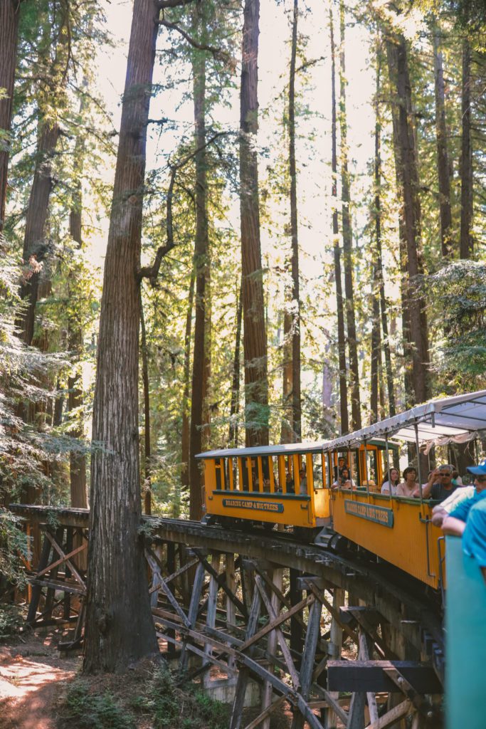 7 Unique Things to do in Santa Cruz California | Roaring Camp Railroad at Henry Cowell Redwoods State Park #simplywander #santacruz #california