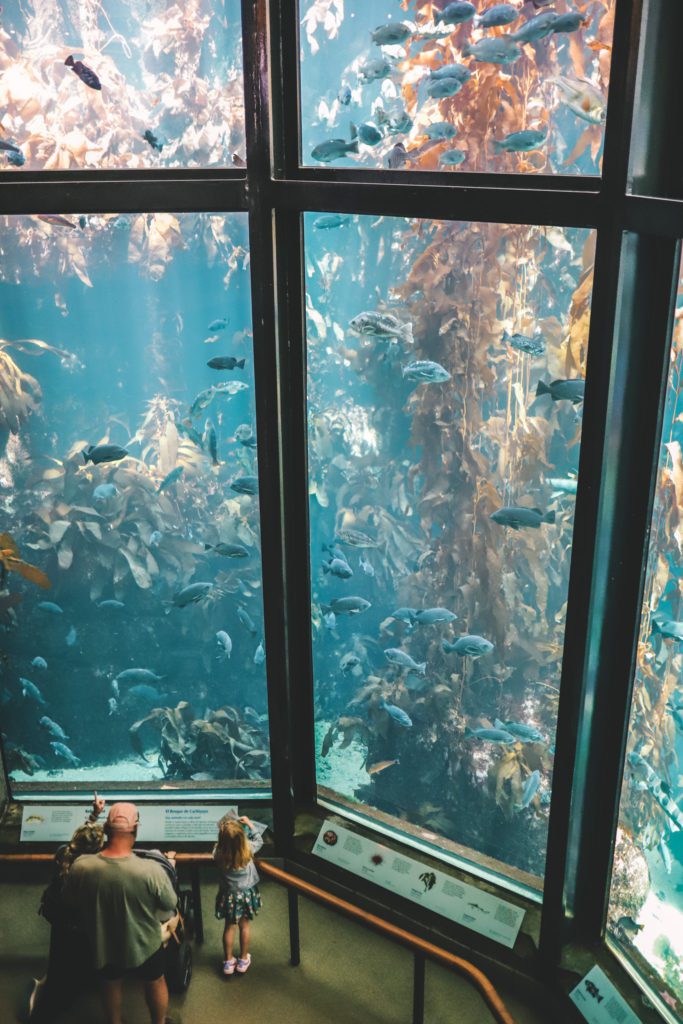 The best things to do in Monterey California if you only have one day | Visit the Monterey Bay Aquarium | Simply Wander