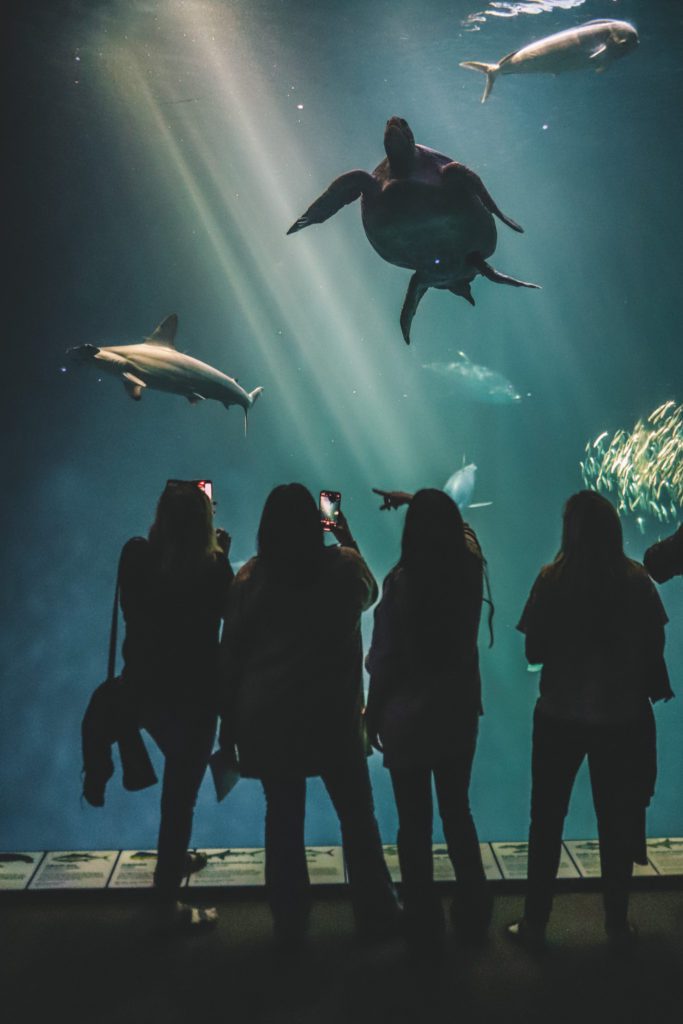 The best things to do in Monterey California if you only have one day | Visit the Monterey Bay Aquarium | Simply Wander
