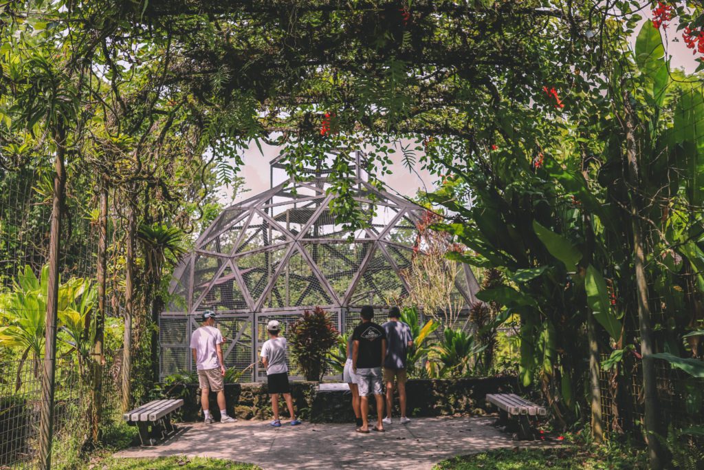 Best Things to do on the Big Island in One Week | Visit Pana'ewa Rainforest Zoo and Gardens #simplywander