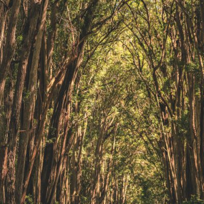 Best Things to do on the Big Island in One Week | Mud Lane Waimea #simplywander