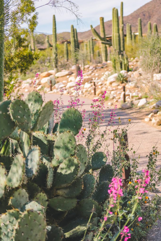 8 Things to do in Tucson with Kids | Arizona-Sonora Desert Museum #simplywander