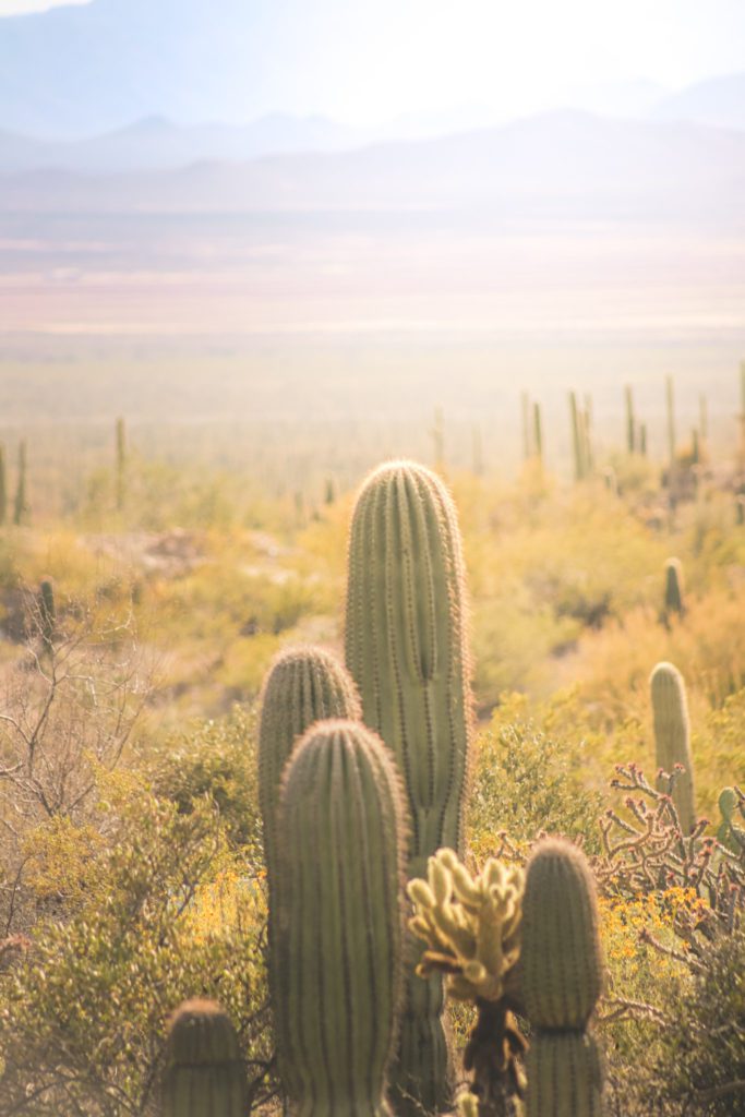 10 Cool Things to do in Tucson, Arizona | Visit the Arizona-Sonora Desert Museum #simplywander