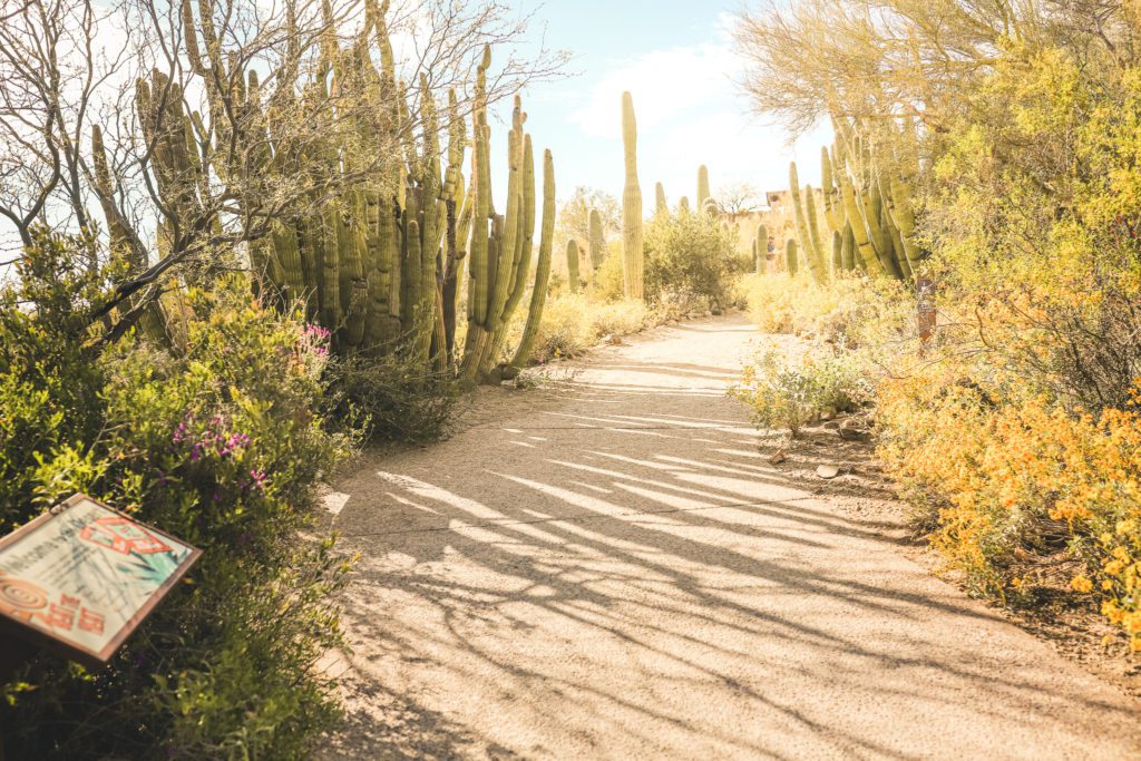 10 Cool Things to do in Tucson, Arizona | Visit the Arizona-Sonora Desert Museum #simplywander