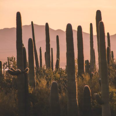 10 Cool Things to do in Tucson, Arizona | Visit Saguaro National Park #simplywander