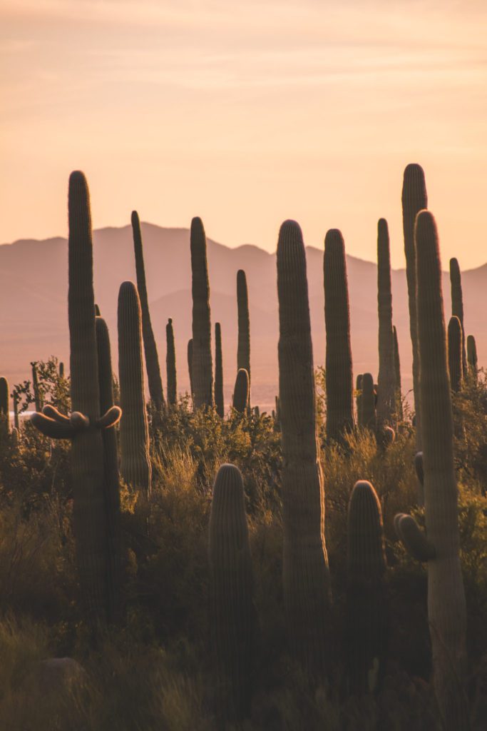 10 Cool Things to do in Tucson, Arizona | Visit Saguaro National Park #simplywander