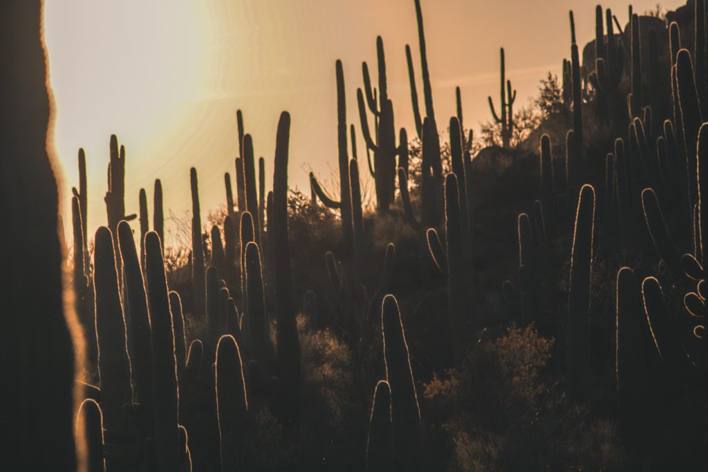 10 Cool Things to do in Tucson, Arizona | Visit Saguaro National Park #simplywander