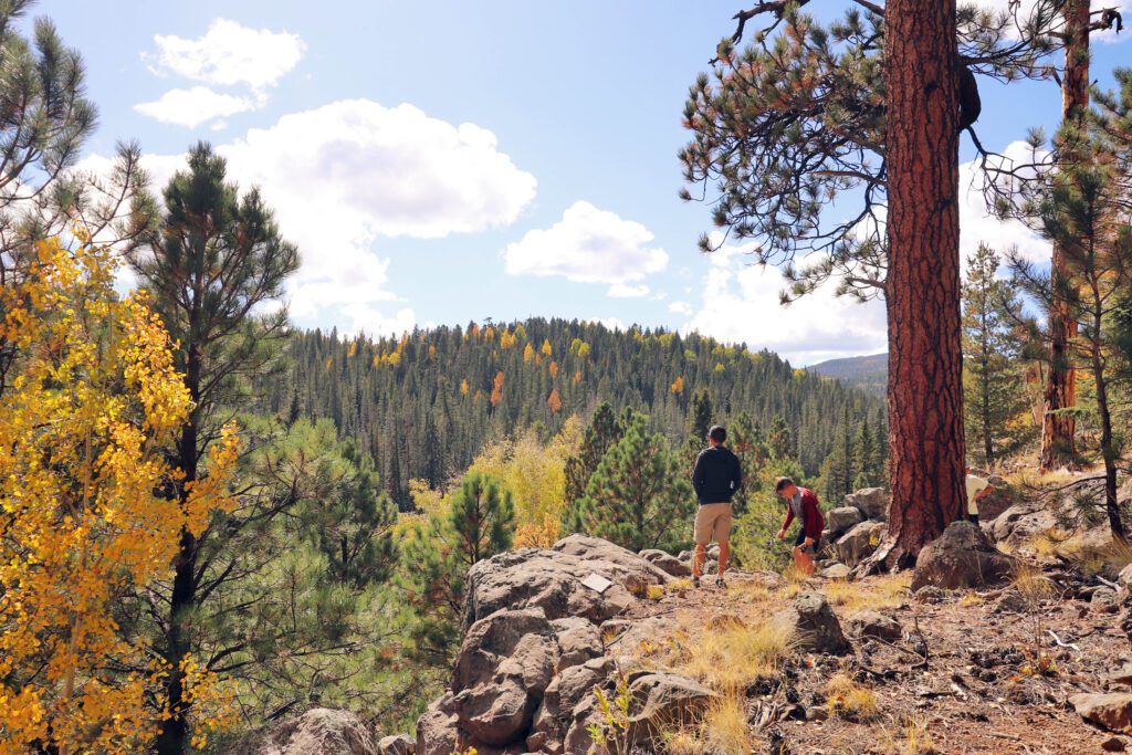 Best Places to See Fall Leaves in Arizona | Mount Baldy Wilderness East Baldy Trail #simplywander