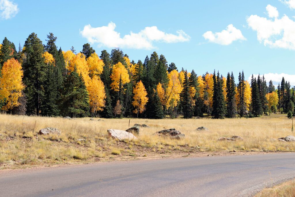 Best Places to See Fall Leaves in Arizona | Big Lake #simplywander