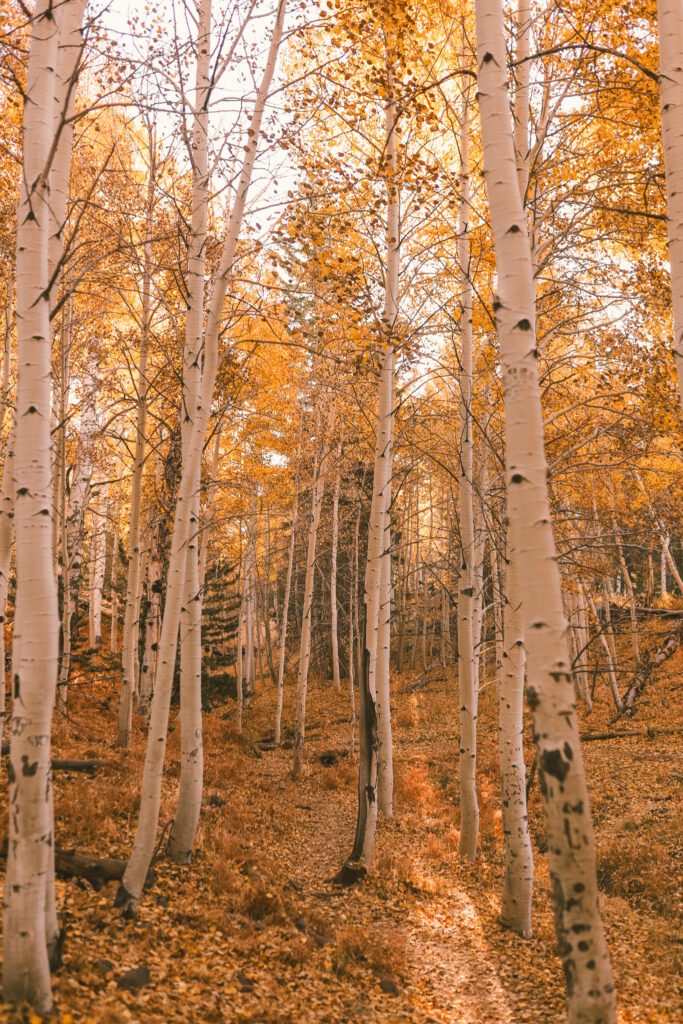 Best Places to See Fall Leaves in Arizona | Aspen Nature Loop Trail #simplywander