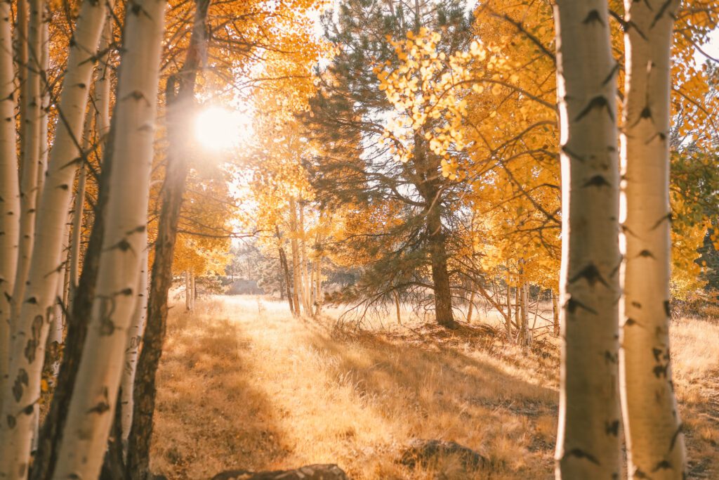 Best Places to See Fall Leaves in Arizona | Aspen Nature Loop Trail #simplywander