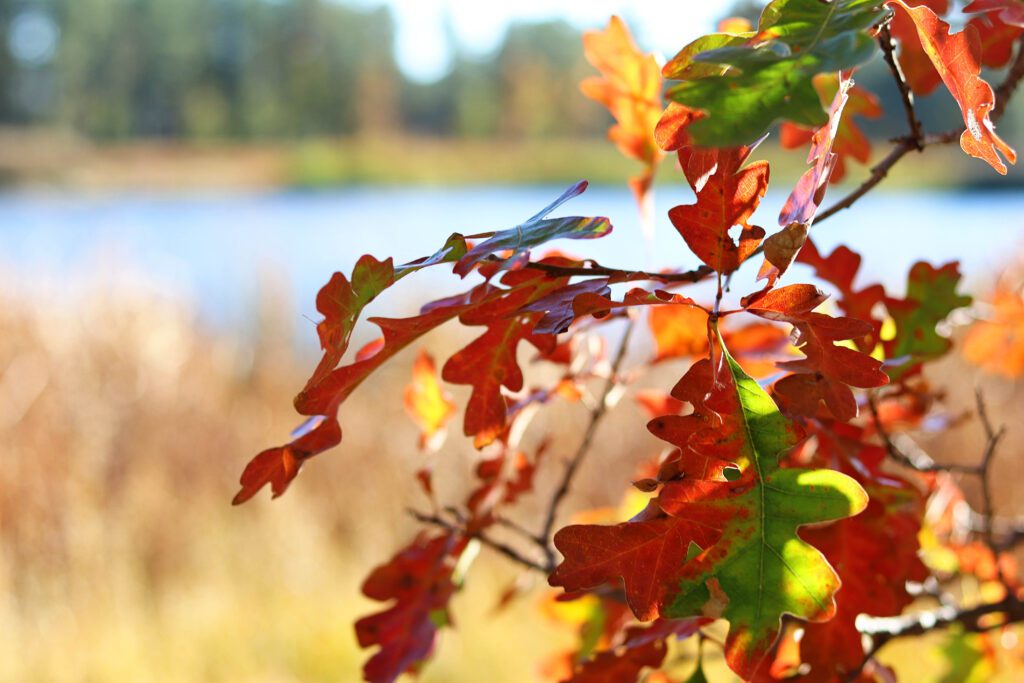 Best Places to See Fall Leaves in Arizona | Pinetop-Lakeside #simplywander