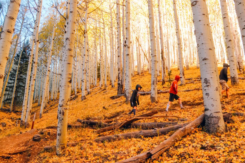 Best Places to See Fall Leaves in Arizona | Lockett Meadow Inner Basin Trail #simplywander