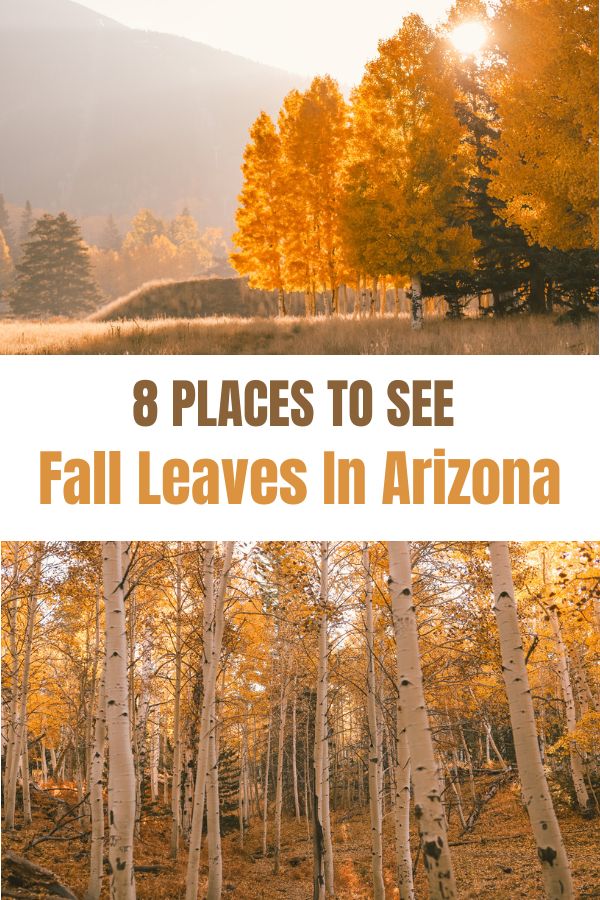 Best Places to See Fall Leaves in Arizona | Simply Wander