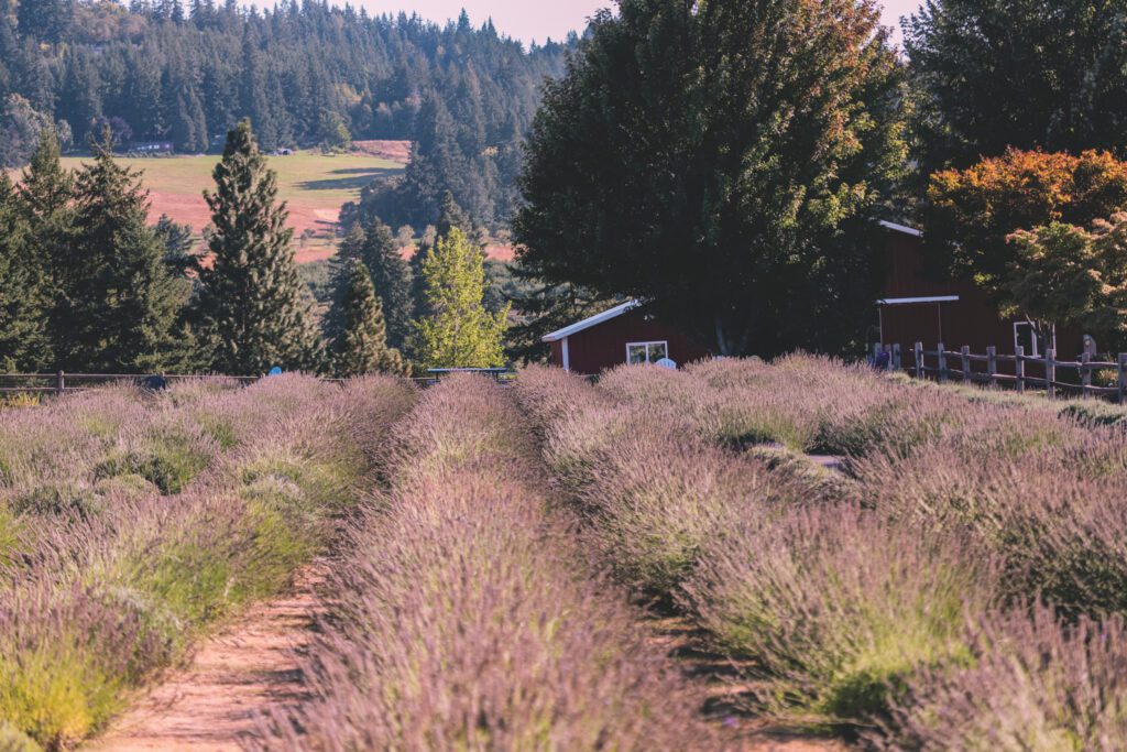 Best Things to Do in Mount Hood, Oregon | Hood River Lavender Farm #simplywander