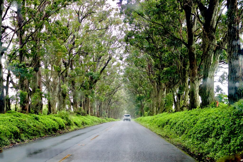 An Adventurous 7 Day Kauai Itinerary | Maluhia Road Tree Tunnel #simply