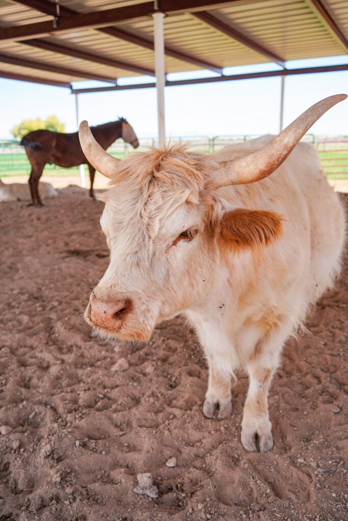 Honeybrook Farm Store, Gilbert, AZ