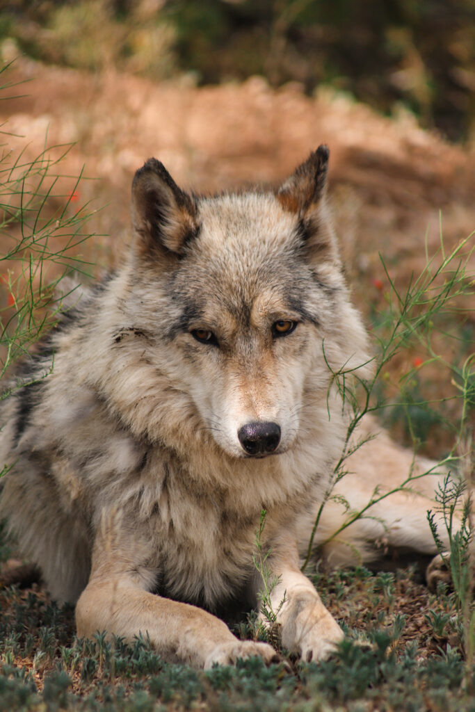 Wild Spirit Wolf Sancuatry