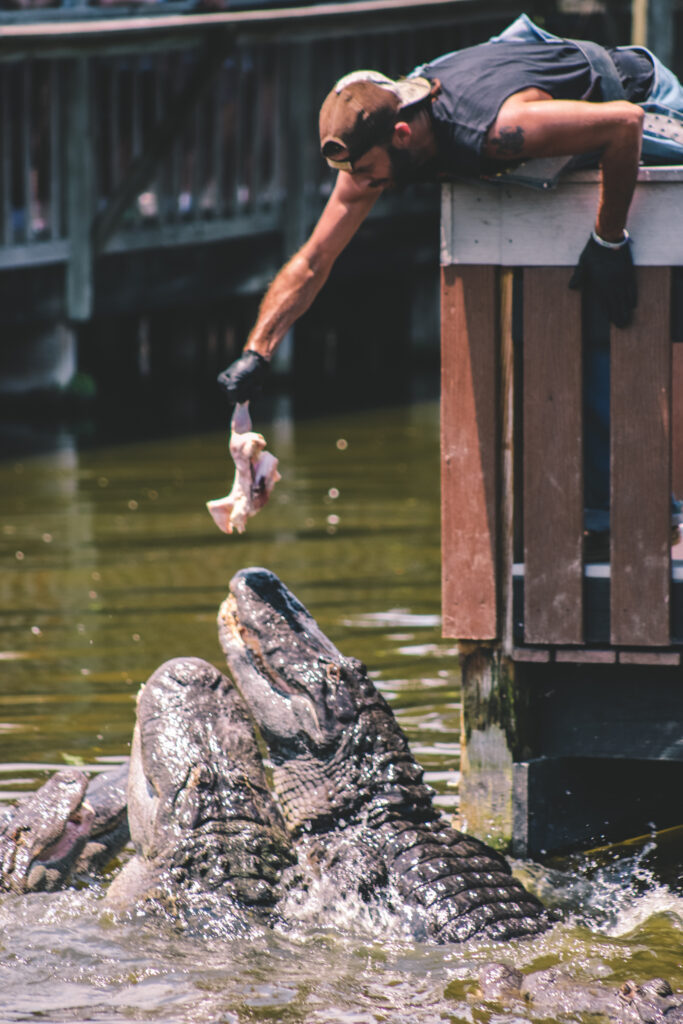 Gatorland in Orlando, Florida