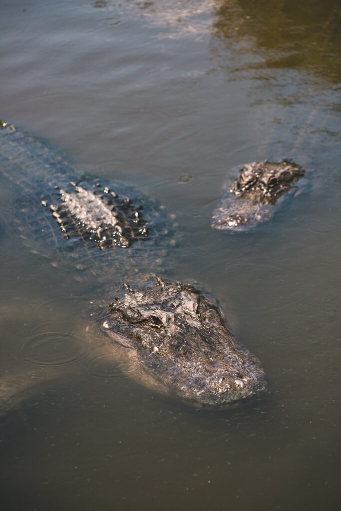 Gatorland in Orlando, Florida