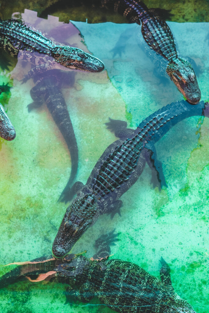 Gatorland in Orlando, Florida