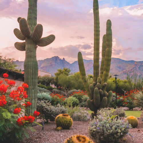 Westin La Paloma Tucson, Arizona