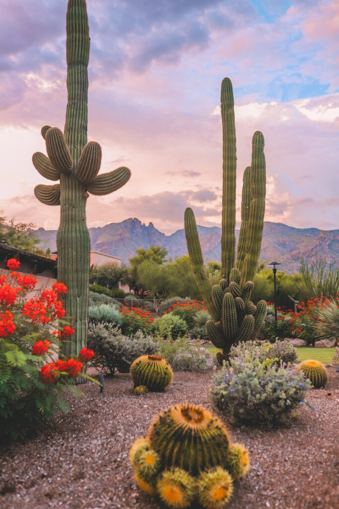 Westin La Paloma Tucson, Arizona