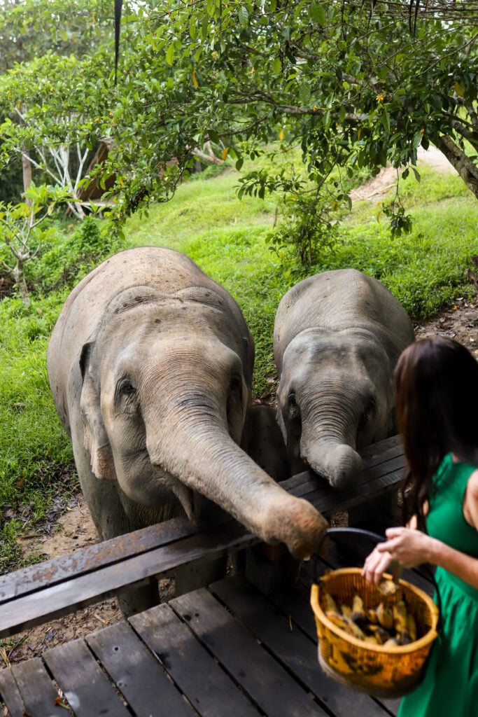 Chai Lai Orchid Elephant Sanctuary, Thailand