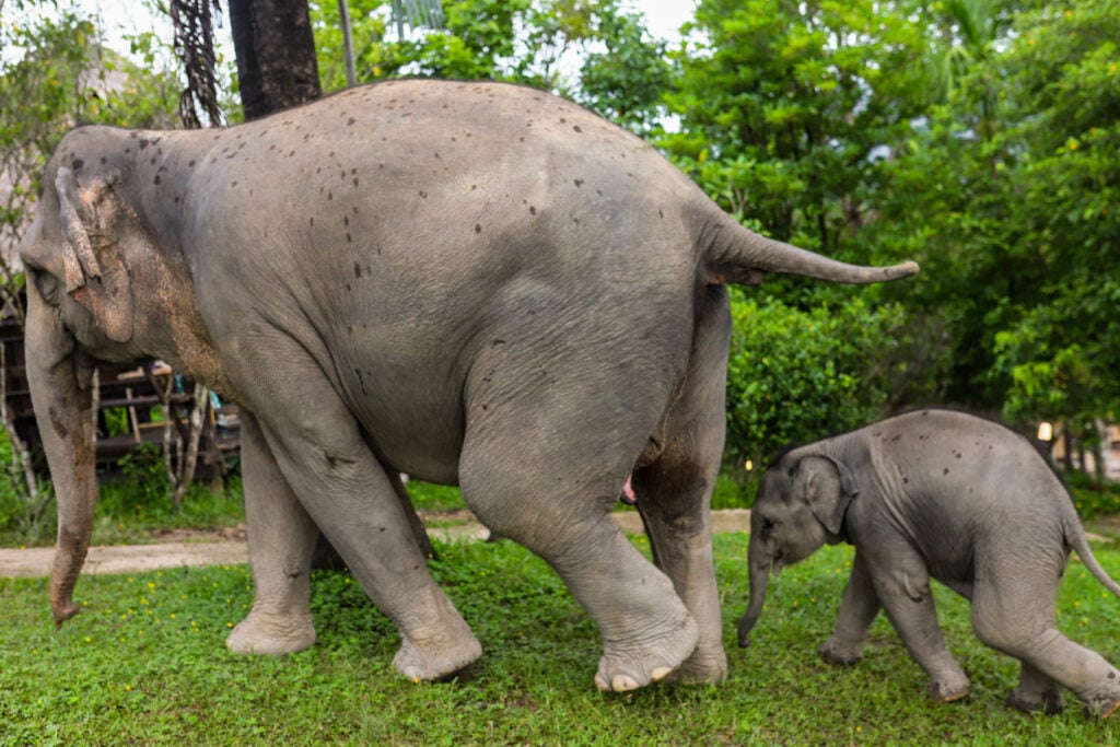 Chai Lai Orchid Elephant Sanctuary, Thailand