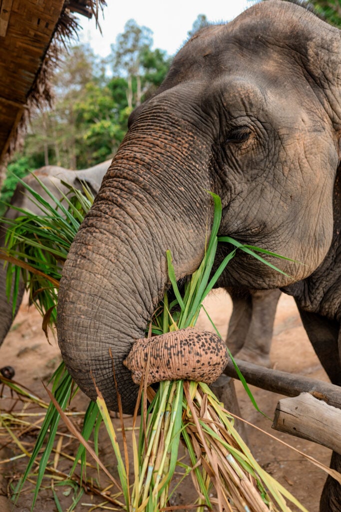 Chai Lai Orchid Elephant Sanctuary, Thailand