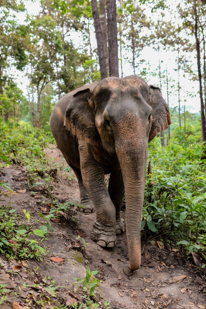 Chai Lai Orchid Elephant Sanctuary, Thailand