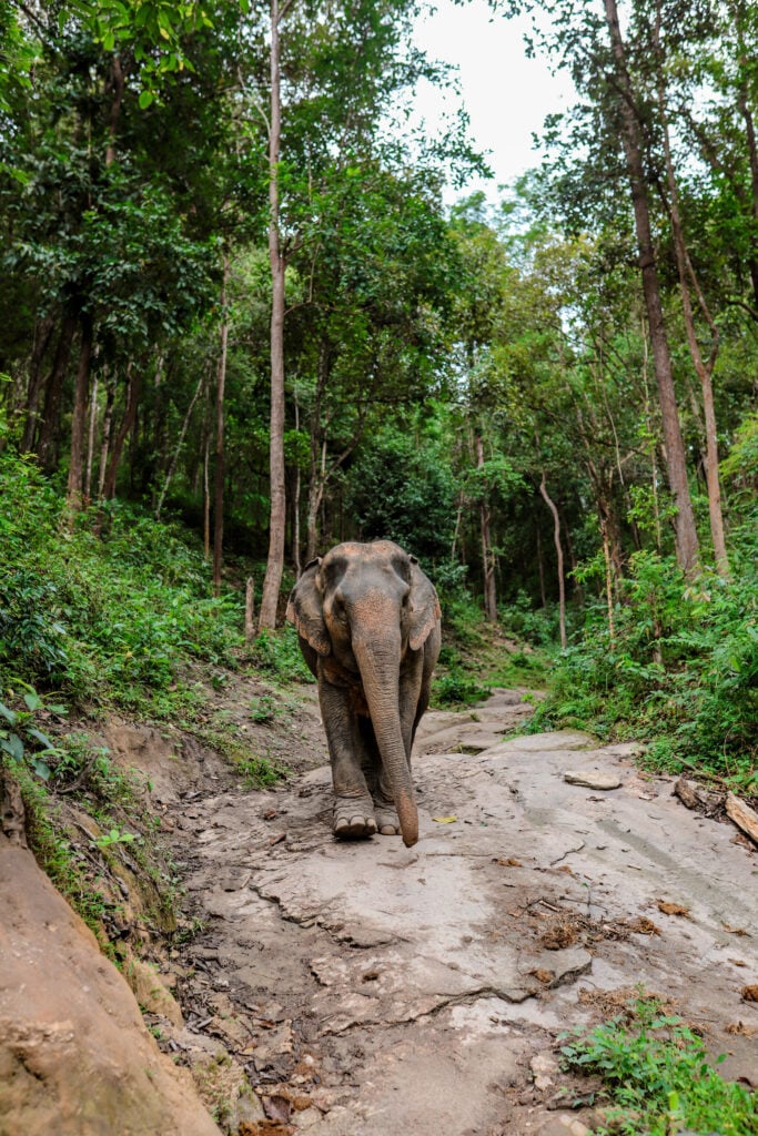 Chai Lai Orchid Elephant Sanctuary, Thailand