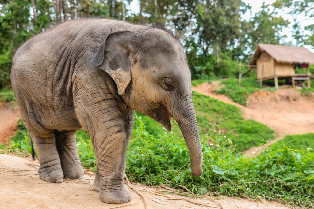 Chai Lai Orchid Elephant Sanctuary, Thailand