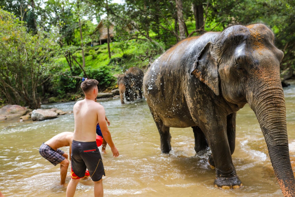 Chai Lai Orchid Elephant Sanctuary, Thailand